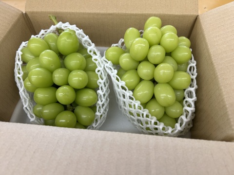 限定10箱】旬を先取り！ハウス栽培シャインマスカット！【秀品 850g