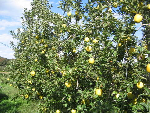 【予約販売・数量限定】長野県産りんご１０㎏（シナノゴールド）（１０月発送）甘みと酸味