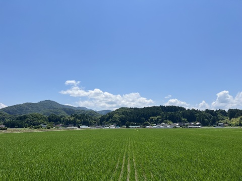 【令和7年産】安定の美味しさ。『はえぬき』　無洗米　５kg　山形県鶴岡市産
