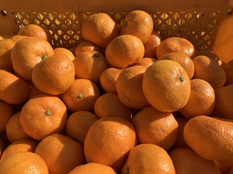 小玉　有田みかん【5kg（箱込）・ご家庭用】