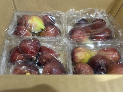 【最後の出荷】ギュギュギュッと詰まった魅力フルーツ【いちじく】4パック（本州の方限定）