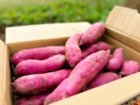 インスタ映え　パープルスイートロード　ご家庭用　5kg