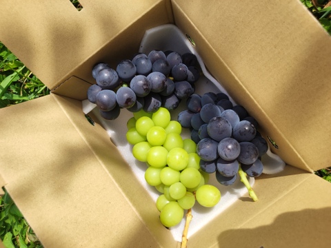 【おつとめ品】２種類のぶどう約1.2kg(３房)
★★最終盤で柔らかめかも★★
