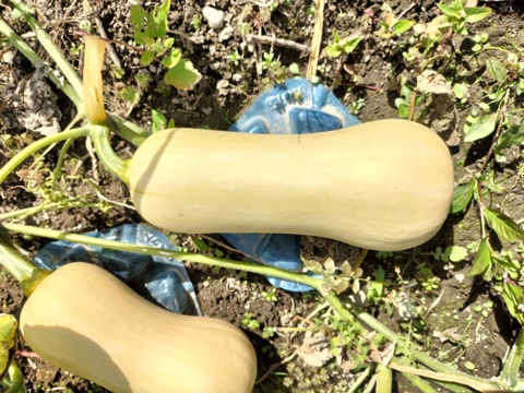 まろあじ 食べ切りバターナッツかぼちゃ（約1kg 2〜3玉 ）