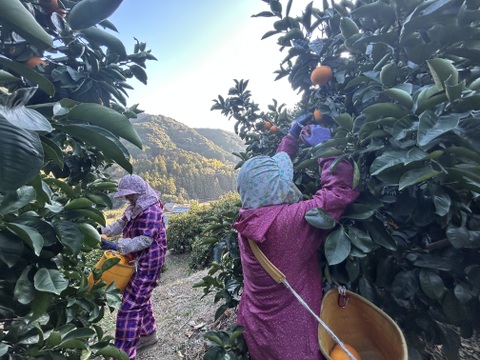 【蔵出し八朔】ハッサク２キロ🍋