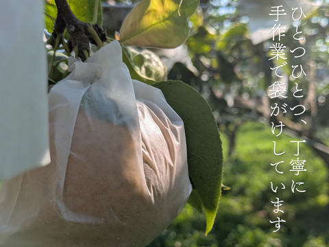 【静岡県産】志太梨（ご自宅用5kg前後）