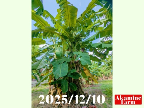 数量限定です！貴重『アップルバナナ』約2kg