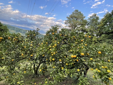 ［訳あり］果汁たっぷり❗️果皮も果肉やわらかジューシー甘味と程よい酸味の早生みかんサイズ2L～Sミックス10㎏