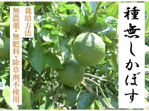 【希少】種なしカボス　農薬不使用　5キロ　香り高く爽やかでまろやかな酸味