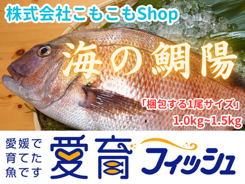 【愛媛のブランド真鯛お試しサイズ】朝どれ鮮魚『海の鯛陽(2尾入)』神経〆付