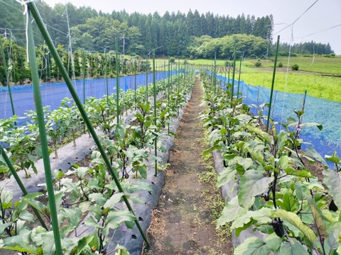 ナス好きのための🍆食べ比べセット3ｋｇ