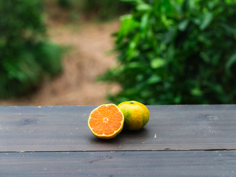 【EHIME UWAJIMA】秋の訪れを告げる爽やか極早生みかん<日南一号>！Aセレクション（家庭用良品）3kgBOX（2.7kg正味)