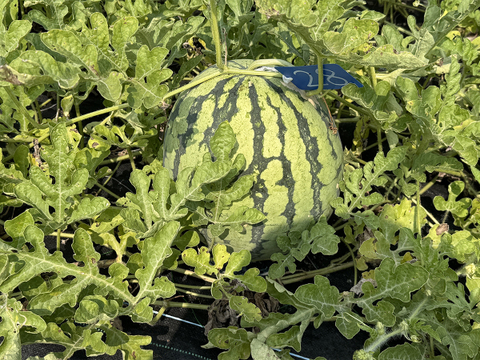 ▼今期終売【晴れの国・岡山県産】シャリ感たっぷり！皮手前まで美味しい大玉すいか『縞王』６Kg級-１玉／ニホンミツバチ交配／露地栽培／化成肥料・化学農薬・着果剤不使用【※保冷便指定】