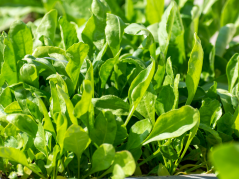 【茨城県産地直送】「朝採れほうれん草 」150g×7袋【計1kg】収穫時期7月下旬