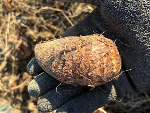 ねっとり食感がたまらない！　サトイモ『土垂』(4KG)　ミックスサイズ