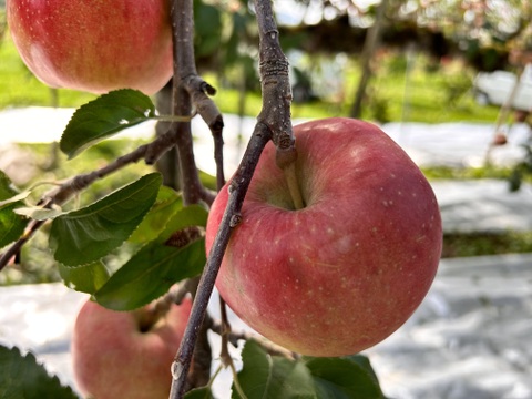 幻の蜜りんご‼️山形県産こうとく丸かじりサイズ【特秀2キロ】