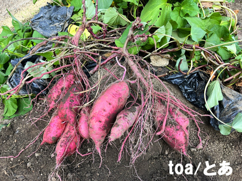 本場鹿児島産の甘～い べにはるか（さつまいも）5kg