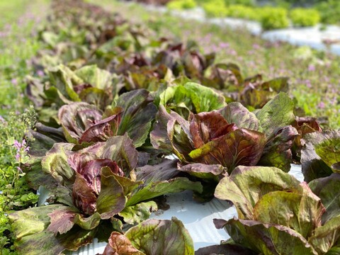 農薬・化学肥料不使用！彩り豊かなチコリー３種、5個入セット！