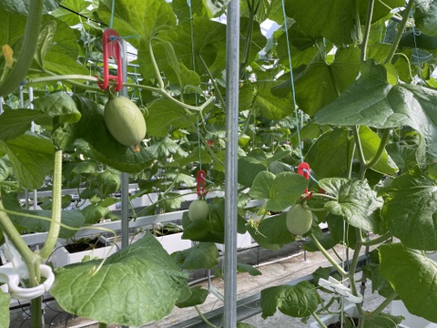 【お漬物に】【数量限定】子メロン（摘果メロン）　４㎏