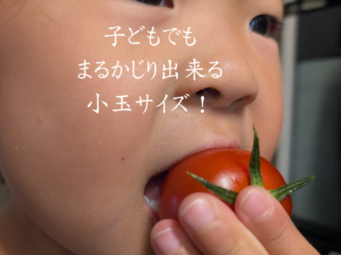 熊本県八代産　まるかじりトマト　４kg