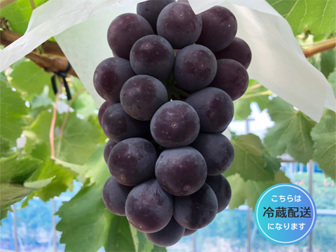 糖度抜群！種なし　あづましずく　房売り約800g　『クール便』