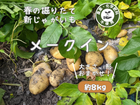 春の掘りたて!田んぼでのメークイン(8kg)/静岡県産農薬不使用