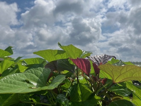 中園ファームの熟成安納芋（生芋）　Mサイズ　２キロ