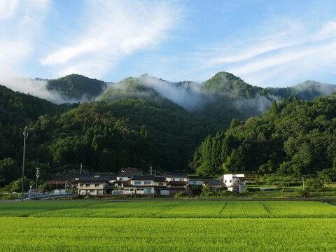 大人気！旬の甘いスナップエンドウ(500g)