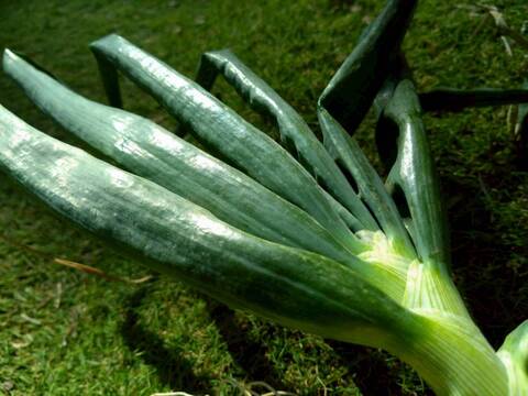 【日テレ出演で話題】💡市場では絶対に入手困難『鳳凰の雫』400年の伝統土壌で培われたブランド玉ねぎ🧅お試し約1キロ