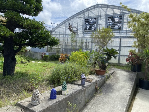 [予約]マンゴー2kg(4〜6玉)(家庭用)