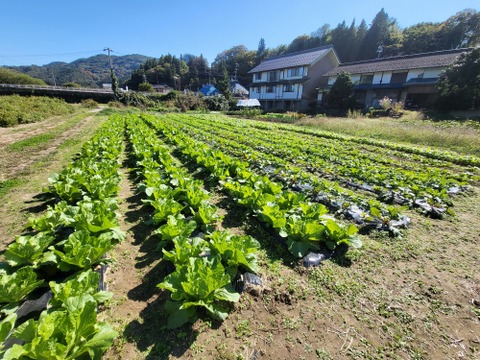 信州冬野菜セット【12品目】