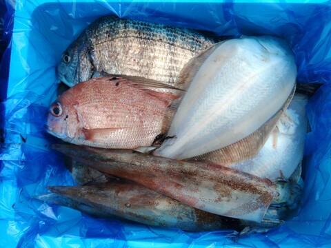箱いっぱい！深浦の天然鮮魚セット（80サイズ）【母の日ギフト】などにもどうぞ！