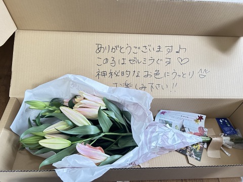 【ゼルミラ】５本束【簡易包装】シャンパンゴールド？アプリコットオレンジ？少しピンクがかかった優しいオレンジのオリエンタルユリさんです！！香りも爽やかな甘い香りにうっとり♥