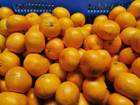 有田みかんご家庭用　SM混合