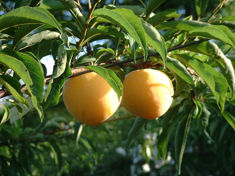 黄色いすもも  峰満イエロー　  山形県上山産
