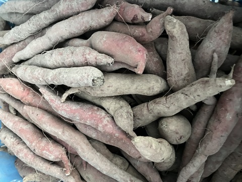 【規格外】フクムラサキ(紅芋)　サツマイモ　Sサイズ10kg【希少品種】