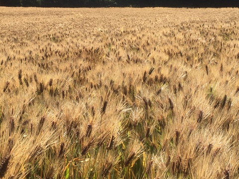 希少　高冷地栽培　小麦粉　中強力粉　農薬化学肥料不使用　熊本県産　3kg