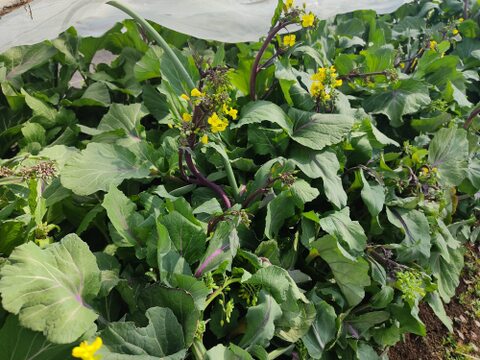 ✨【春限定】甘くてシャキッ！農薬・化成肥料不使用の紅菜苔（こうさいたい）✨😊