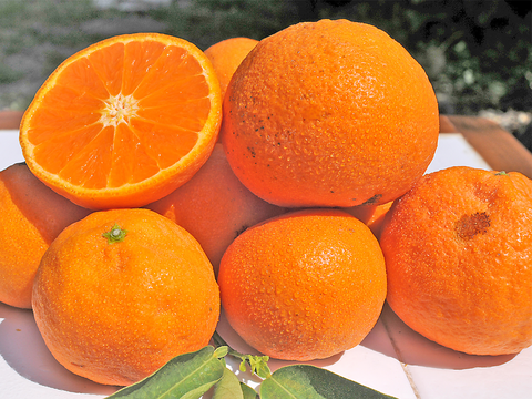 コクのある味わい　カラマンダリン【家庭用(訳あり)】[5kg]　326-3