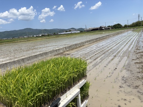 清流吉野川の恵み🌾  令和８年産　新米コシヒカリ  【玄米１０㎏】