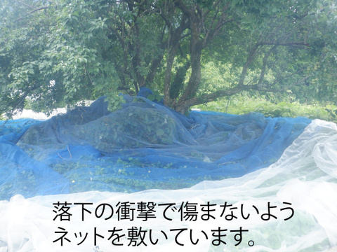 鳥取県産　樹上完熟・自然落下の梅（栽培期間中農薬・肥料不使用）