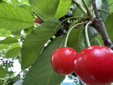 【 ご家庭用:紅秀峰 】山形県産 500g 🍒サイズM〜LLL お楽しみ商品になります^_^！！
