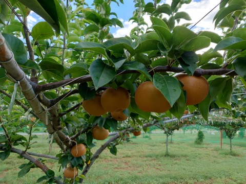 梨『あきづき』　２kgサイズ箱　家庭用　シャリシャリ、ジューシーであまい梨！