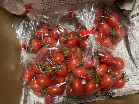 あま～いプチトマト（アイコ）がたっぷり1㎏入ります