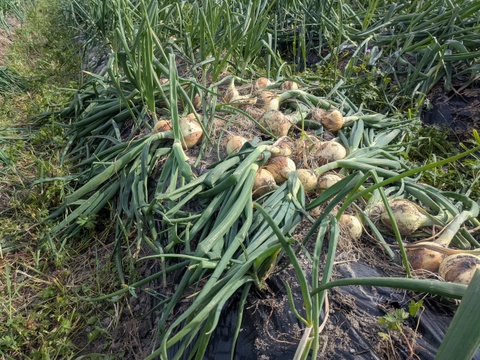 【玄海丸】皮むき白玉ねぎ　福岡産　1.9kg