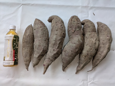 規格外】鮮やかな紫色！紫芋（あやむらさき）4.9kg Lサイズ、2L