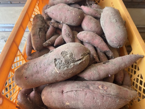 【訳あり】有機JAS認証さつまいも2kg