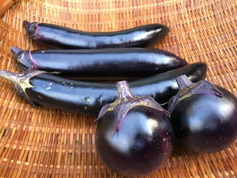 【農薬不使用】今が旬。おいしさで評判のナス食べ比べ!賀茂ナス&ふわとろ長ナス
