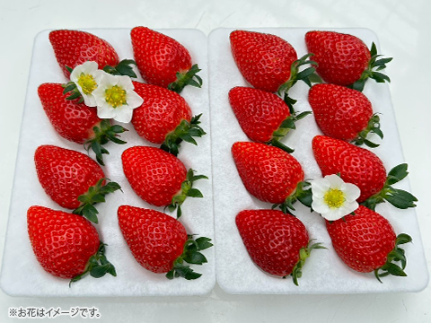 【ギフト・贈答用】甘味とコクのバランス良し！鮮やかな赤色いちごのよつぼし