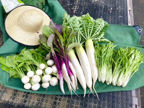 発送直前に収穫！旬の野菜セット（７～８種類）